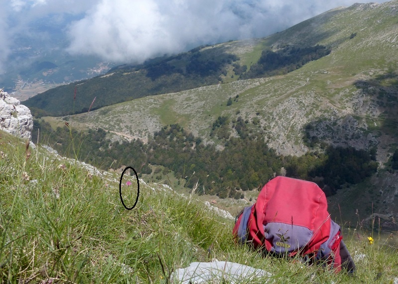 Monte Velino e Monti della Duchessa, le orchidee e la Natura  2024.